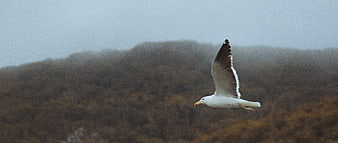 Seagull Flying in Foggy Coastal Landscape