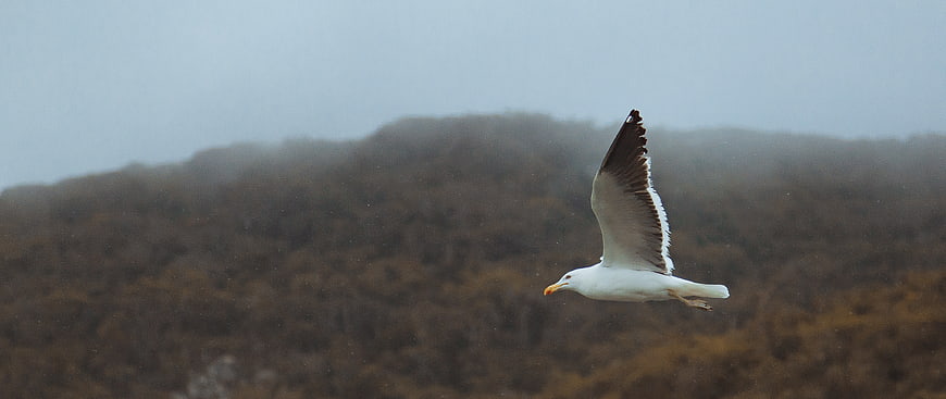 Seagull Flying in Foggy Coastal Landscape