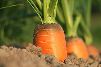 Fresh Orange Carrot Growing in Garden Soil Close-Up