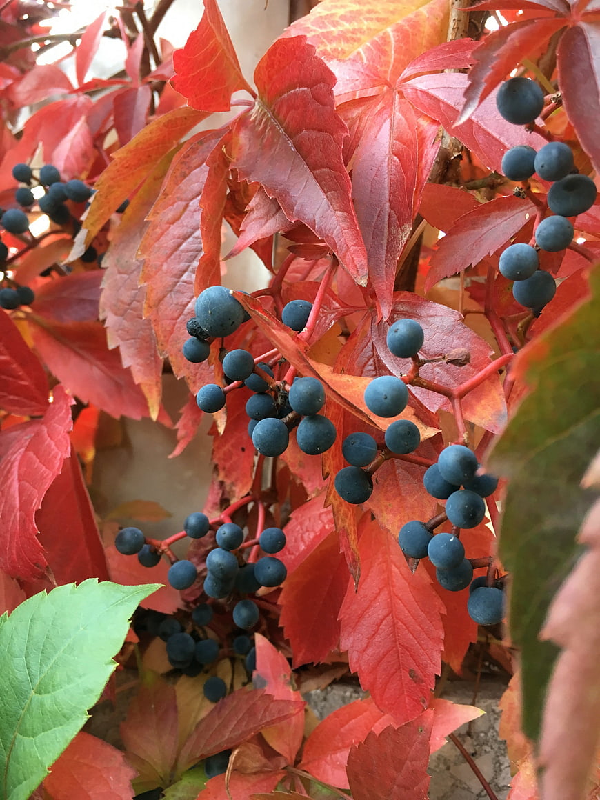 Vibrant Red Virginia Creeper Leaves with Blue Berries in Autumn