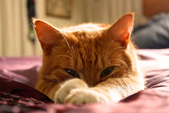 Sleepy Orange Tabby Cat Resting on Bed