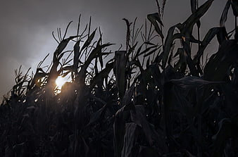 Dramatic Silhouette of Corn Stalks Against Overcast Sky