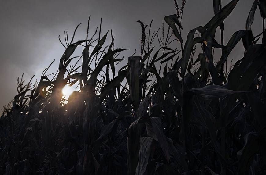 Dramatic Silhouette of Corn Stalks Against Overcast Sky