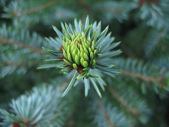 Close-up of a vibrant green fir tree shoot with needles