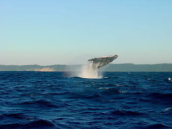 Humpback whale breaching in the deep blue ocean