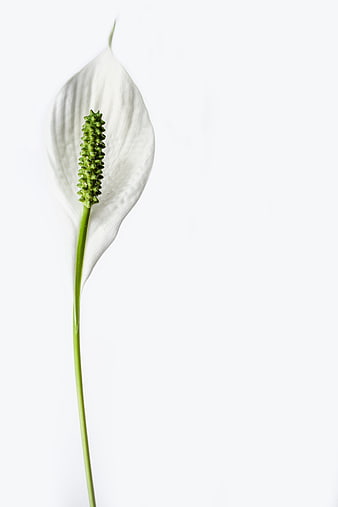 Minimalist White Peace Lily Isolated on White Background