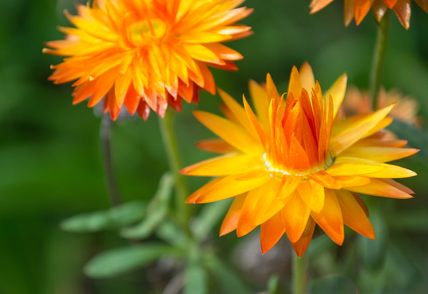 Vibrant Orange and Yellow Strawflowers in a Garden