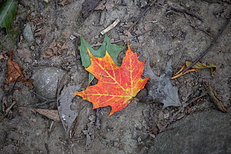 Vibrant Red Maple Leaf on Forest Floor