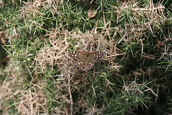 Brown butterfly resting on dry grass and green foliage