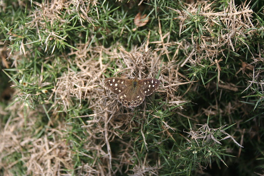 Brown butterfly resting on dry grass and green foliage