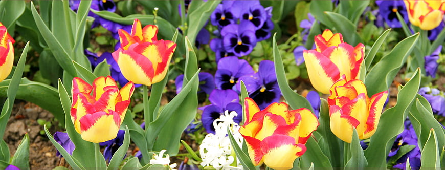 Vibrant Red and Yellow Tulips with Purple Pansies in Spring Garden