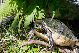 Painted Turtle Resting on Log in Sunlit Ferns