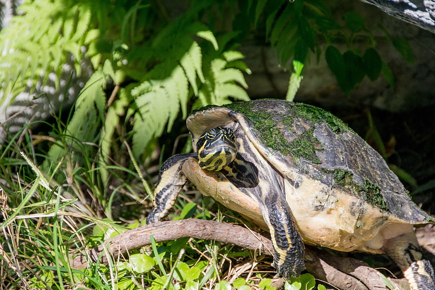 Painted Turtle Resting on Log in Sunlit Ferns