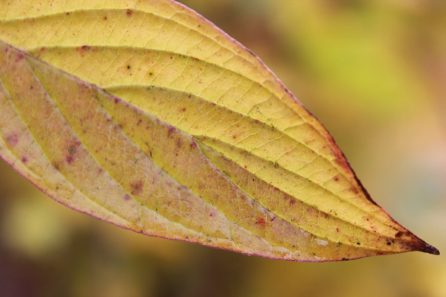 Close-up of yellowing autumn leaf with detailed veins