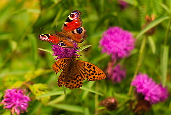Peacock and Fritillary Butterflies on Purple Wildflowers