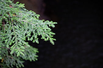 Green Fir Branch with Dark Background and Copyspace