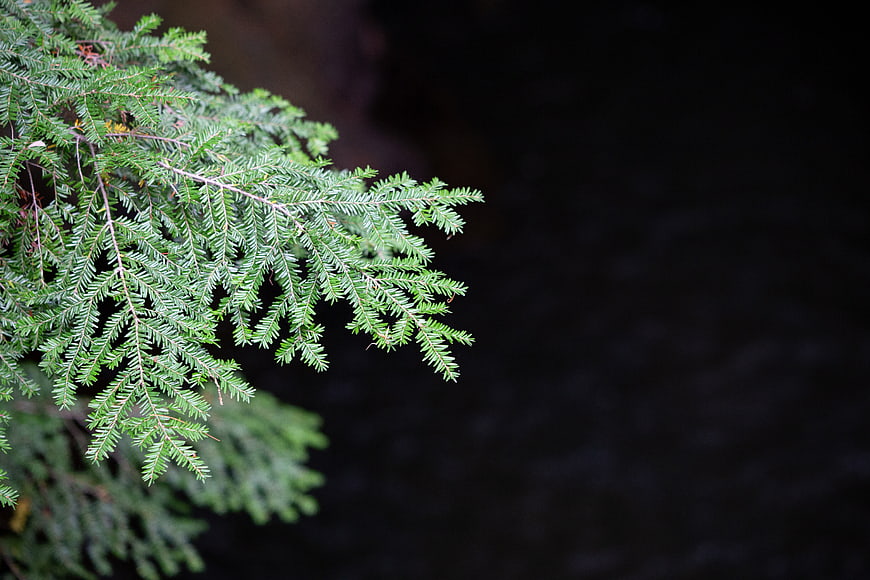 Green Fir Branch with Dark Background and Copyspace
