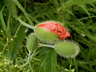 Close-up of Hairy Red Poppy Bud in Green Field