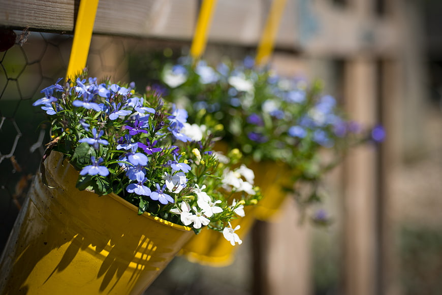Blue and white flowers in yellow hanging buckets on fence