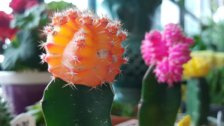 Close-up of vibrant orange cactus flower bud