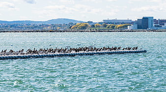 Flock of Cormorants Resting on Floating Dock in Harbor