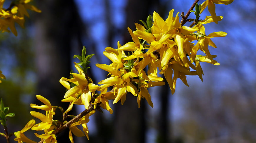 Vibrant Yellow Forsythia Flowers in Spring Sunlight