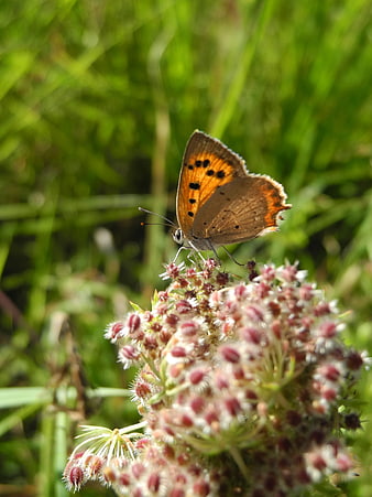 Close-up of a Copper Butterfly on a Wildflower