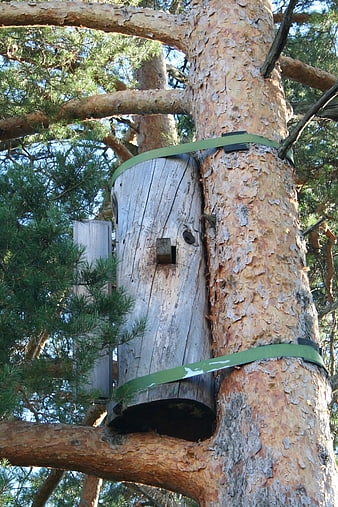 Traditional wooden beehive strapped to pine tree trunk
