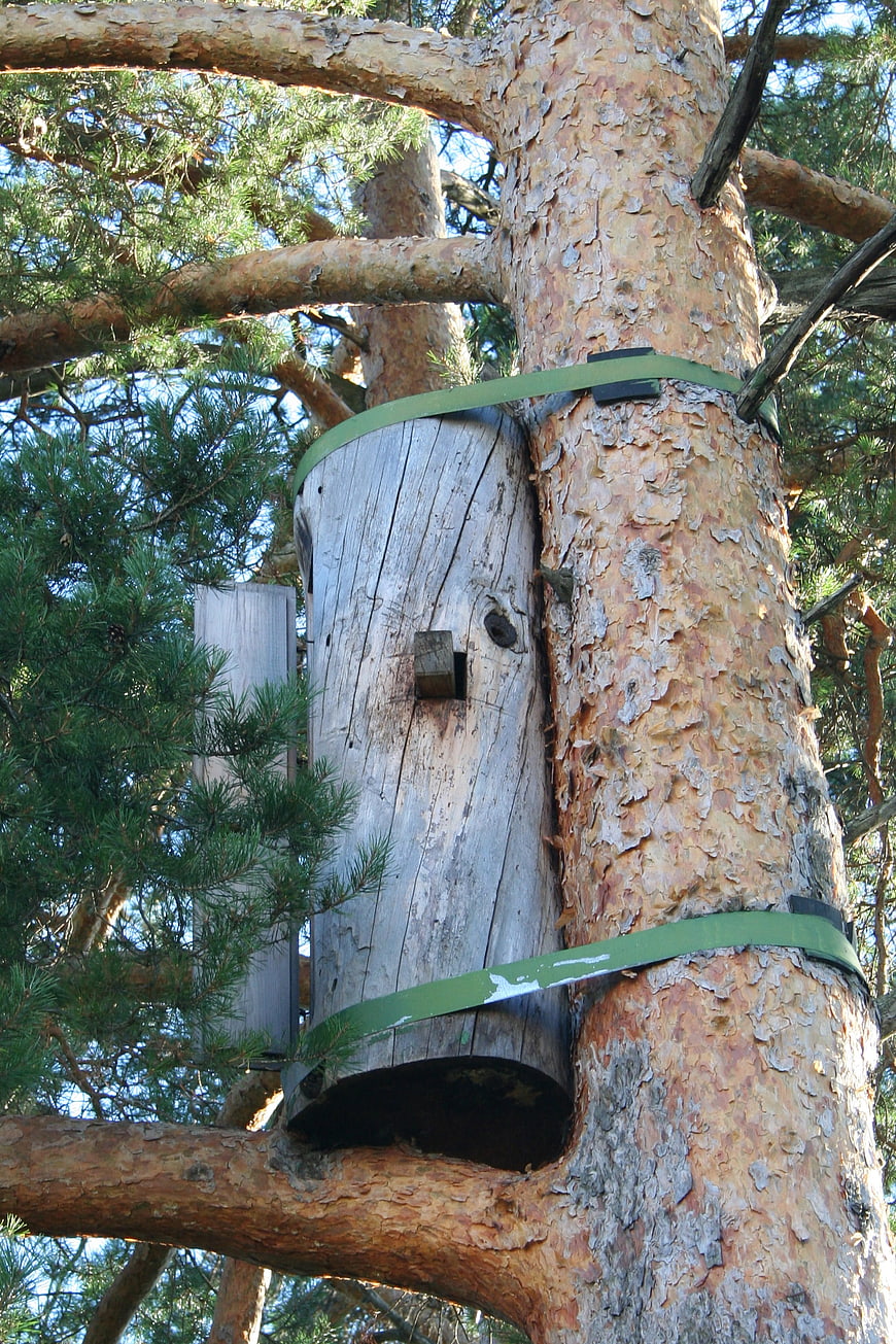 Traditional wooden beehive strapped to pine tree trunk