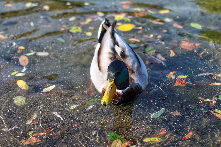Male Mallard Duck Swimming in Autumn Pond