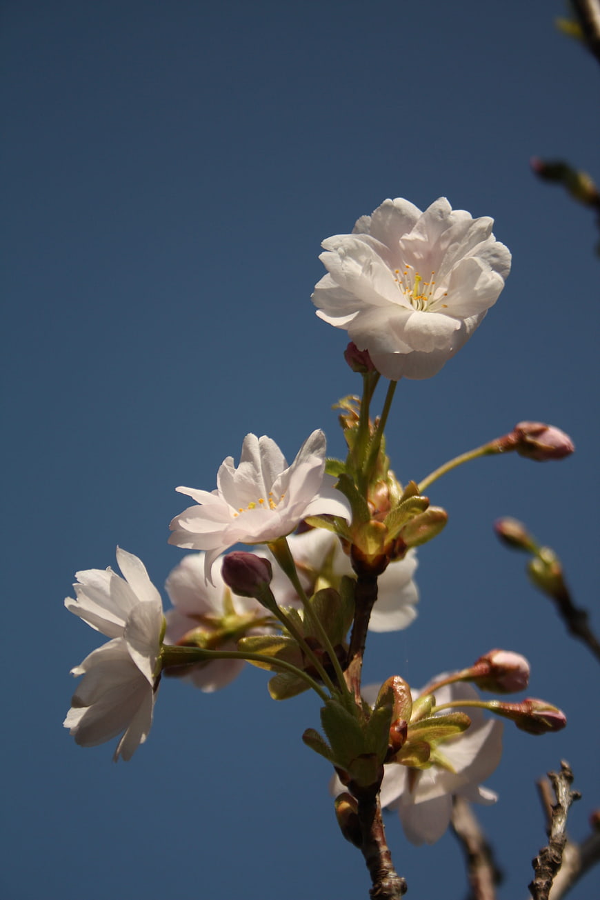 White Cherry Blossoms Against Blue Sky