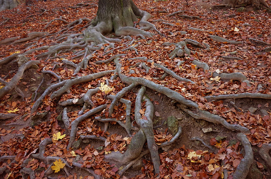 Autumn Tree Roots And Fallen Leaves In Forest