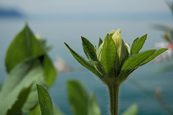 Close-up of green flower bud with lake background