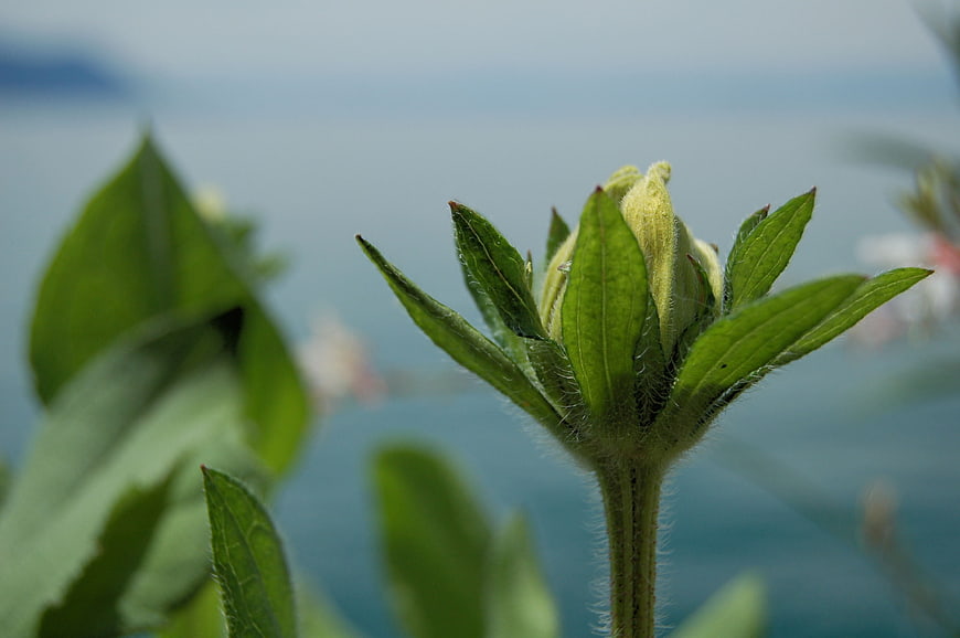 Close-up of green flower bud with lake background