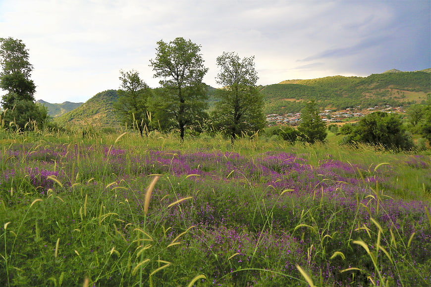 Vibrant purple wildflowers in a green meadow with distant village