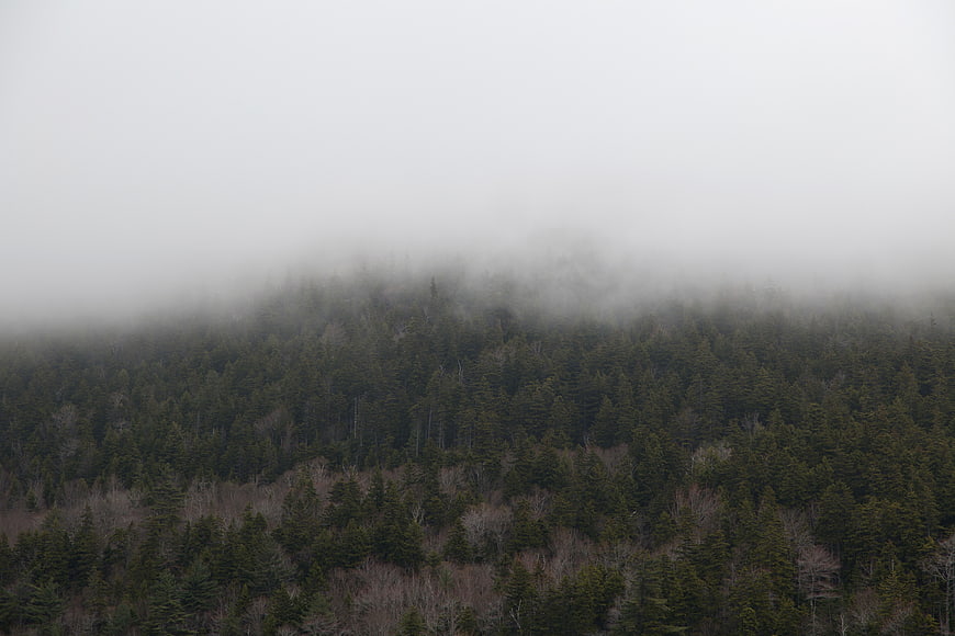 Misty coniferous forest landscape with foggy atmosphere