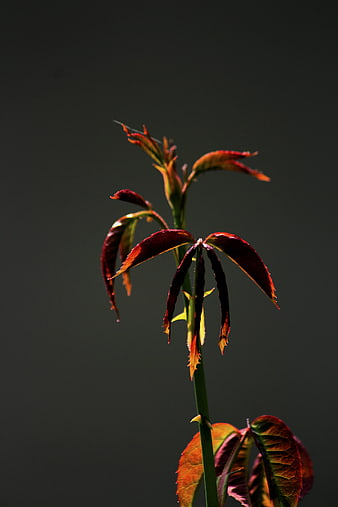 Backlit Rose Bud with Red Leaves on Dark Background