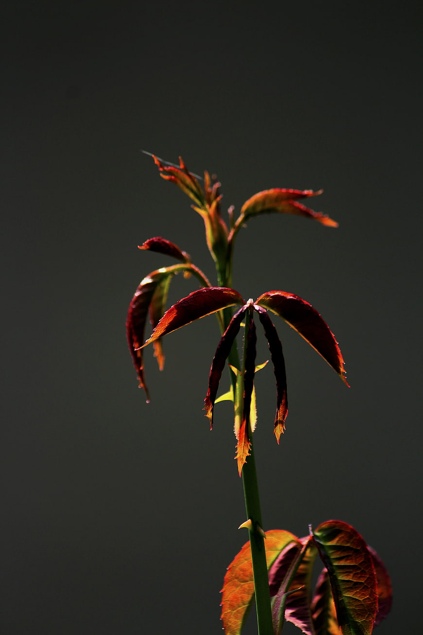 Backlit Rose Bud with Red Leaves on Dark Background