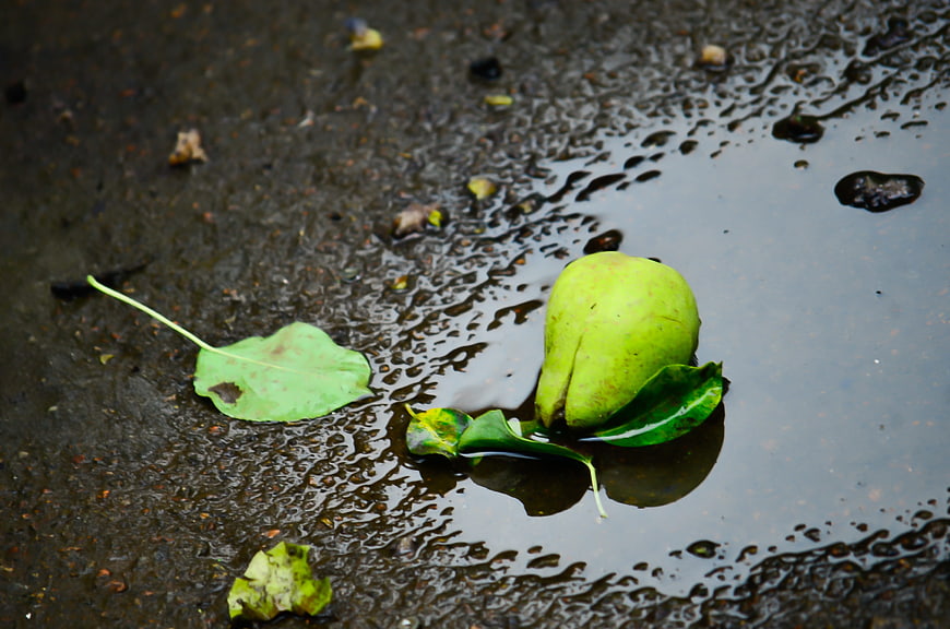 Green pear and leaves floating in a rain puddle