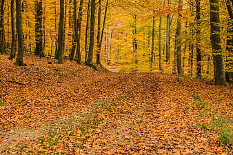 Autumn Forest Path Covered in Yellow Leaves