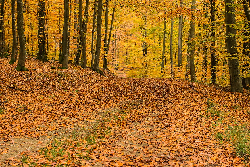 Autumn Forest Path Covered in Yellow Leaves