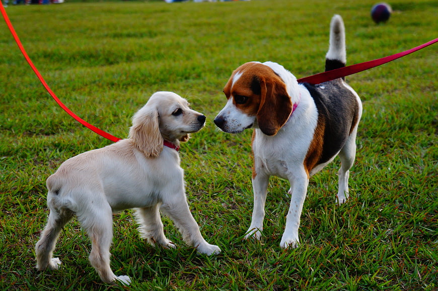 Two dogs meeting on grass with red leashes
