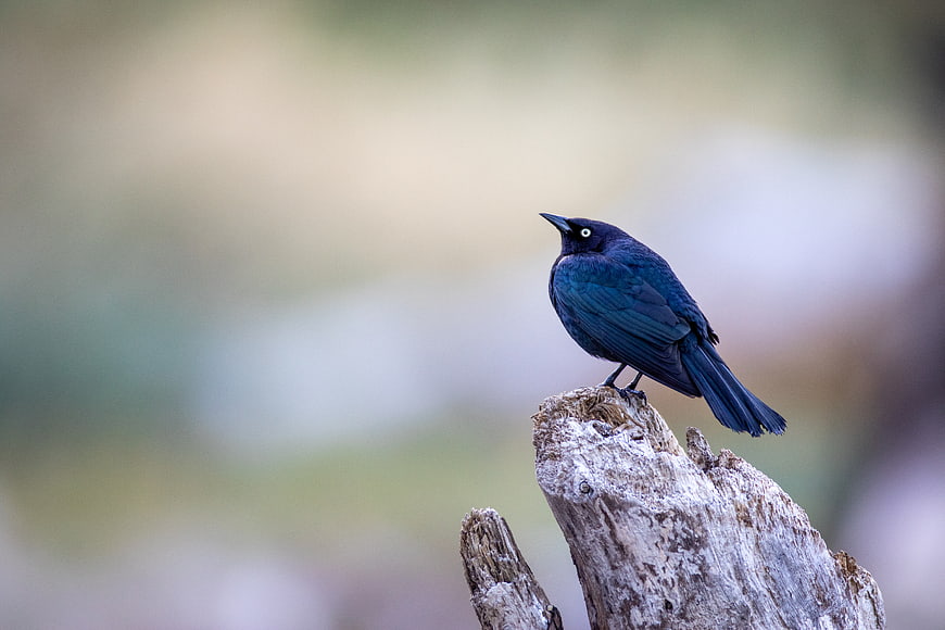 Common Grackle perched on weathered wood stump