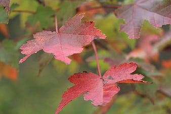 Close-up of red maple leaves in autumn foliage