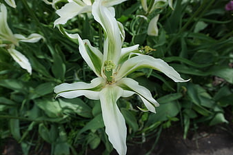 Close-up of white and green striped tulip in garden
