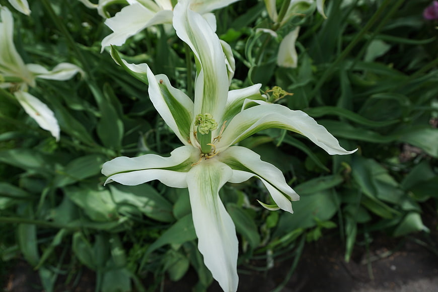 Close-up of white and green striped tulip in garden