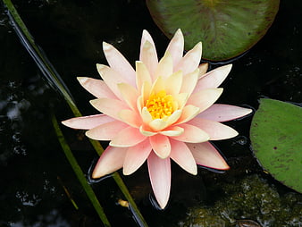 Pink Water Lily Floating on Dark Pond Water