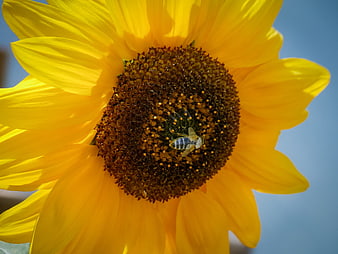 Close-up of a bee pollinating a vibrant yellow sunflower