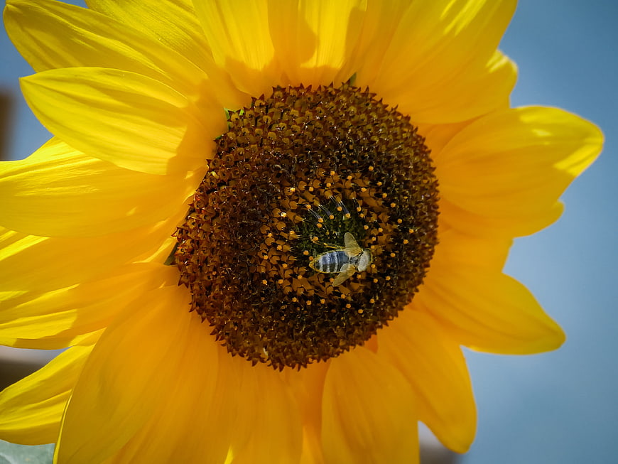 Close-up of a bee pollinating a vibrant yellow sunflower