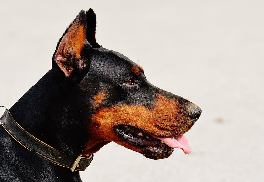 Close-up Portrait of a Doberman Pinscher Dog